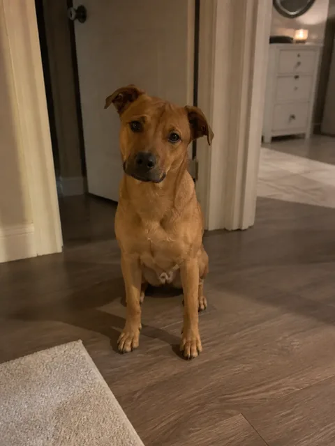Phone photo of Bella sitting in a dim hallway, showing her folded ears and dark muzzle.