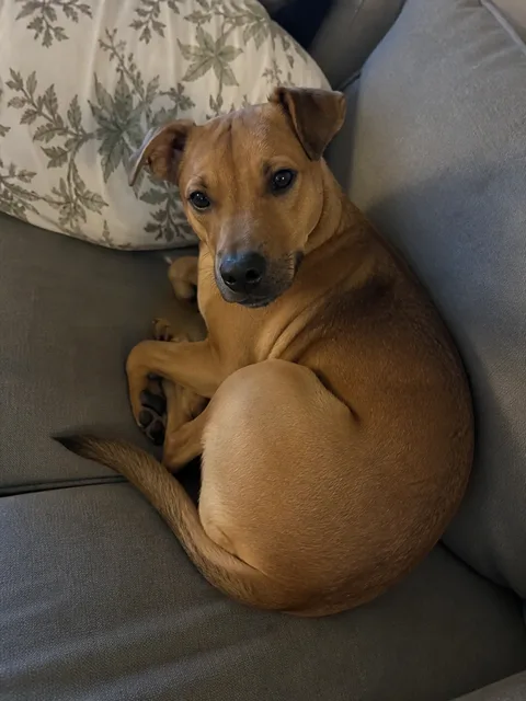 Phone photo of Bella curled on a couch, showing her short tan coat and face shape.