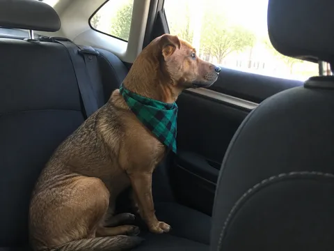 Phone photo of Bella sitting sideways in a car and looking through the window.