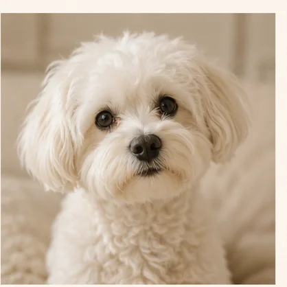 A photo of Bella